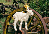 MAM 17 RK0018 14
Baby Goat Standing On Large Wagon Wheel