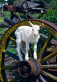 MAM 17 RK0018 22
Baby Goat Standing On Large Wagon Wheel