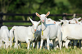 MAM 17 SS0001 01
Young Goats Standing On Grass In Brazil