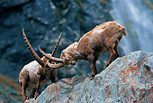 MAM 17 WF0001 01
Alpine Ibex Males Fighting On Boulder