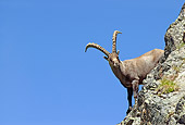 MAM 17 WF0002 01
Alpine Ibex Male Standing On Cliff