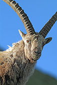 MAM 17 WF0003 01
Head Shot Of Alpine Ibex Male