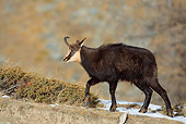 MAM 17 WF0004 01
Alpine Chamois Male Walking Along Hill