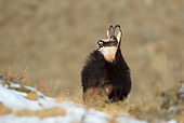 MAM 17 WF0005 01
Alpine Chamois Male Standing On Hill Calling During Rut
