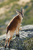 MAM 17 WF0006 01
Spanish Ibex Female Standing On Rock Looking Back