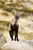 MAM 17 WF0007 01
Spanish Ibex Male Standing On Stone