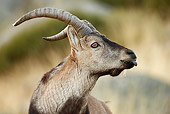 MAM 17 WF0008 01
Head Shot Of Spanish Ibex Male Standing On Grass