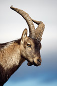 MAM 17 WF0009 01
Head Shot Of Spanish Ibex Male