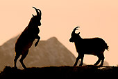 MAM 17 WF0010 01
Silhouette Of Two Young Alpine Ibex Males Fighting