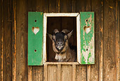MAM 17 WF0011 01
Domestic Goat Looking Out Of Stable Window