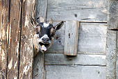 MAM 17 WF0013 01
Domestic Goat Peeking Head Out Of Barn