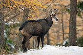 MAM 17 WF0014 01
Alpine Chamois Male Standing In Snowy Forest