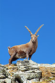MAM 17 WF0015 01
Alpine Ibex Male Standing On Rocks Against Blue Sky