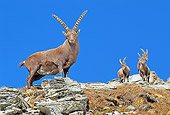 MAM 17 WF0016 01
Four Alpine Ibex Males Standing On Rocks Against Blue Sky