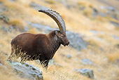 MAM 17 WF0017 01
Alpine Ibex Male Standing On Rocky Hillside