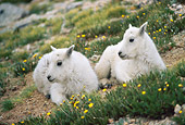 MAM 17 GR0001 01
Two Mountain Goat Kids Laying By Yellow Flowers