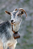 MAM 17 KH0003 01
Head Shot Of Greek Goat Standing On Rocks