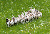 MAM 17 KH0004 01
Herd Of Appenzell Goats Standing In Field