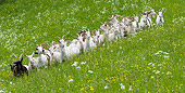MAM 17 KH0005 01
Herd Of Appenzell Goats Standing In Field