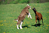 MAM 17 LS0002 01
Toggenburg And Oberhasli Goats Sparring In Field