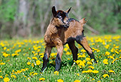 MAM 17 LS0003 01
Oberhasli Goat Kid Grazing In Field Of Dandelions