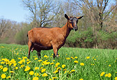 MAM 17 LS0004 01
Oberhasli Goat Grazing In Field Of Dandelions