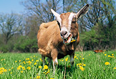 MAM 17 LS0005 01
Toggenburg Goat Grazing In Field Of Dandelions