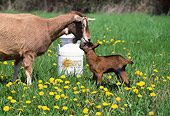 MAM 17 LS0008 01
Domestic Goat Mother And Kid Standing In Field Of Yellow Flowers