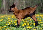 MAM 17 LS0009 01
Domestic Goat Kid Standing In Field Of Yellow Flowers