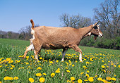 MAM 17 LS0010 01
Toggenburg Goat Walking In Field Of Dandelions