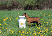 MAM 17 LS0011 01
Oberhasli Goat Kid Standing By White Milk Can In Field Of Dandelions