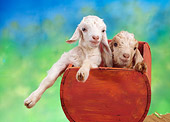MAM 17 RC0001 01
Two White Goat Kids Sitting In Red Wooden Trough