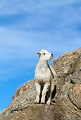 MAM 17 RF0018 01
Mountain Goat Kid Standing On Rock Slope Blue Sky