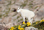 MAM 17 RF0019 01
Mountain Goat Kid Standing On Rock Slope By Yellow Flowers