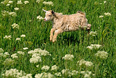 MAM 17 RK0013 02
Domestic Goat Kid Running Through Grass Field