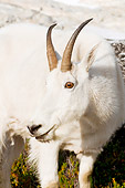 MAM 17 SK0001 01
Close-Up Of Mountain Goat