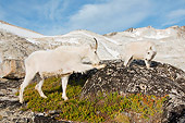 MAM 17 SK0002 01
Mountain Goat Mother And Kid Standing On Boulder