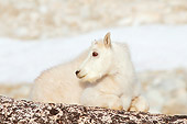 MAM 17 SK0003 01
Mountain Goat Kid Laying On Boulder