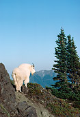 MAM 17 TK0001 01
Mountain Goat Standing In Mountains By Trees Blue Sky