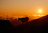 MAM 17 TK0002 01
Silhouette Of Mountain Goat Descending Mountainside At Sunset