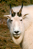 MAM 17 TL0001 01
Portrait Head Shot Of Mountain Goat
