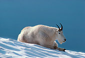 MAM 17 TL0002 01
Mountain Goat Resting On Snow