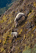 MAM 17 TL0003 01
Mountain Goat Nanny Grazing With Kid On Mountain
