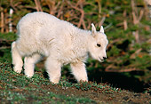 MAM 17 TL0004 01
Portrait Of Mountain Goat Kid