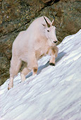 MAM 17 TL0005 01
Portrait Of Mountain Goat On Snow Mountain
