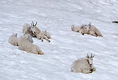 MAM 17 TL0006 01
Mountain Goats On Snow Mountain