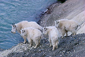 MAM 17 TL0007 01
Mountain Goats Nanny And Three Kids On Mountain