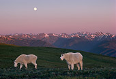 MAM 17 TL0008 01
Two Mountain Goats On Pasture At Sunset