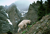 MAM 17 TL0010 01
Mountain Goat Kid Climbing On Rock Mountain