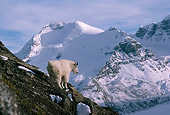 MAM 17 TL0011 01
Mountain Goat Climbing In Mountains